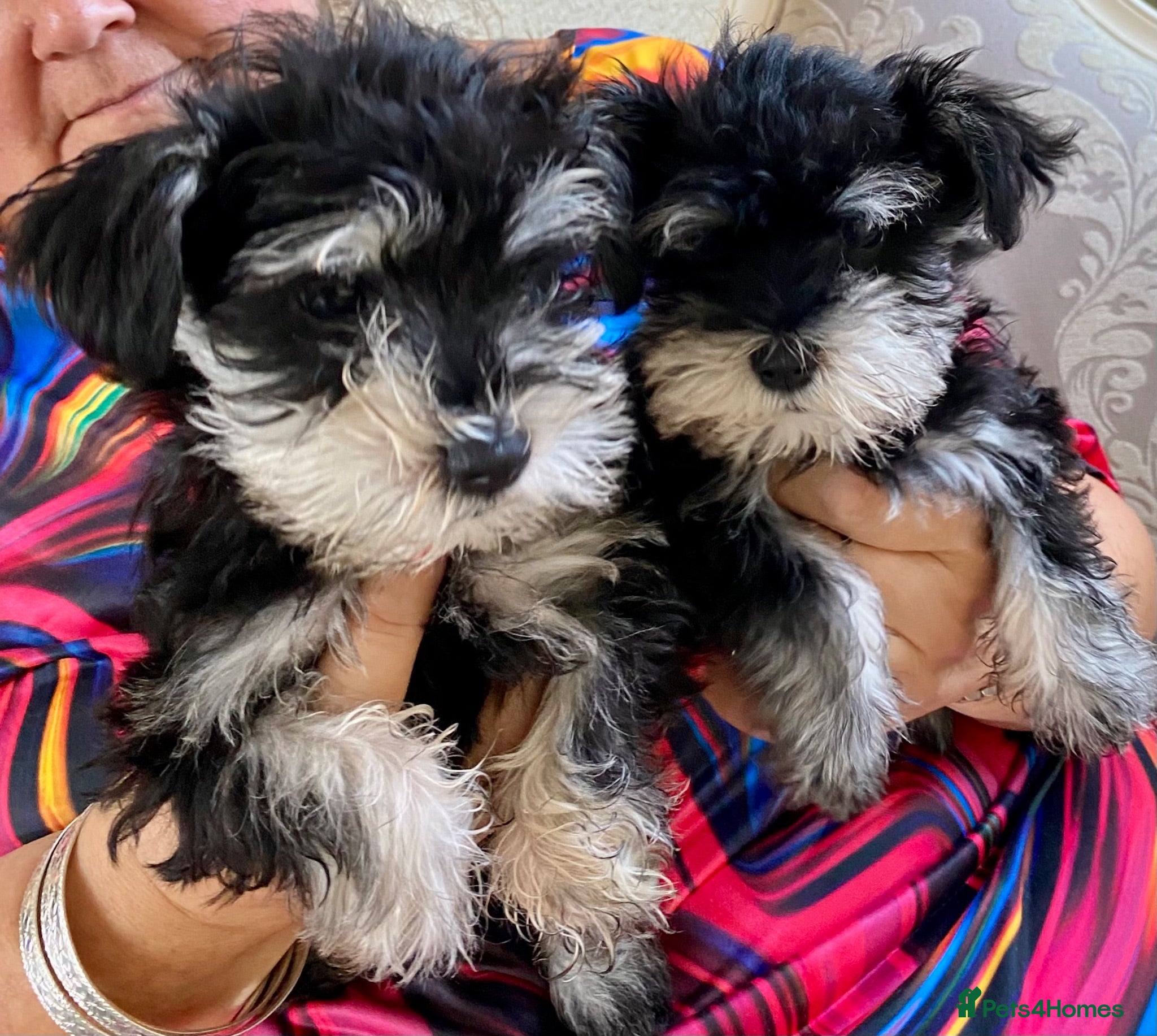 Miniature Schnauzer dogs 🐾Miniature Schnauzer Pups 🐾 - Advert 2