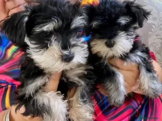Miniature Schnauzer dogs 🐾Miniature Schnauzer Pups 🐾 - Advert 1