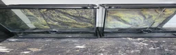 Spiders invertebrates for sale: 13 tarantulas  in Gainsborough - Advert 2