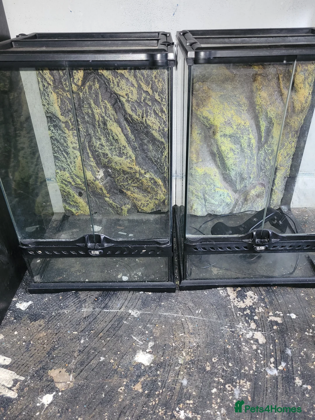 Spiders invertebrates for sale: 13 tarantulas  in Gainsborough - Advert 2