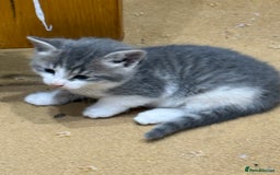 Ragdoll cats for sale: Beautiful half Ragdoll kittens for sale - Image 2