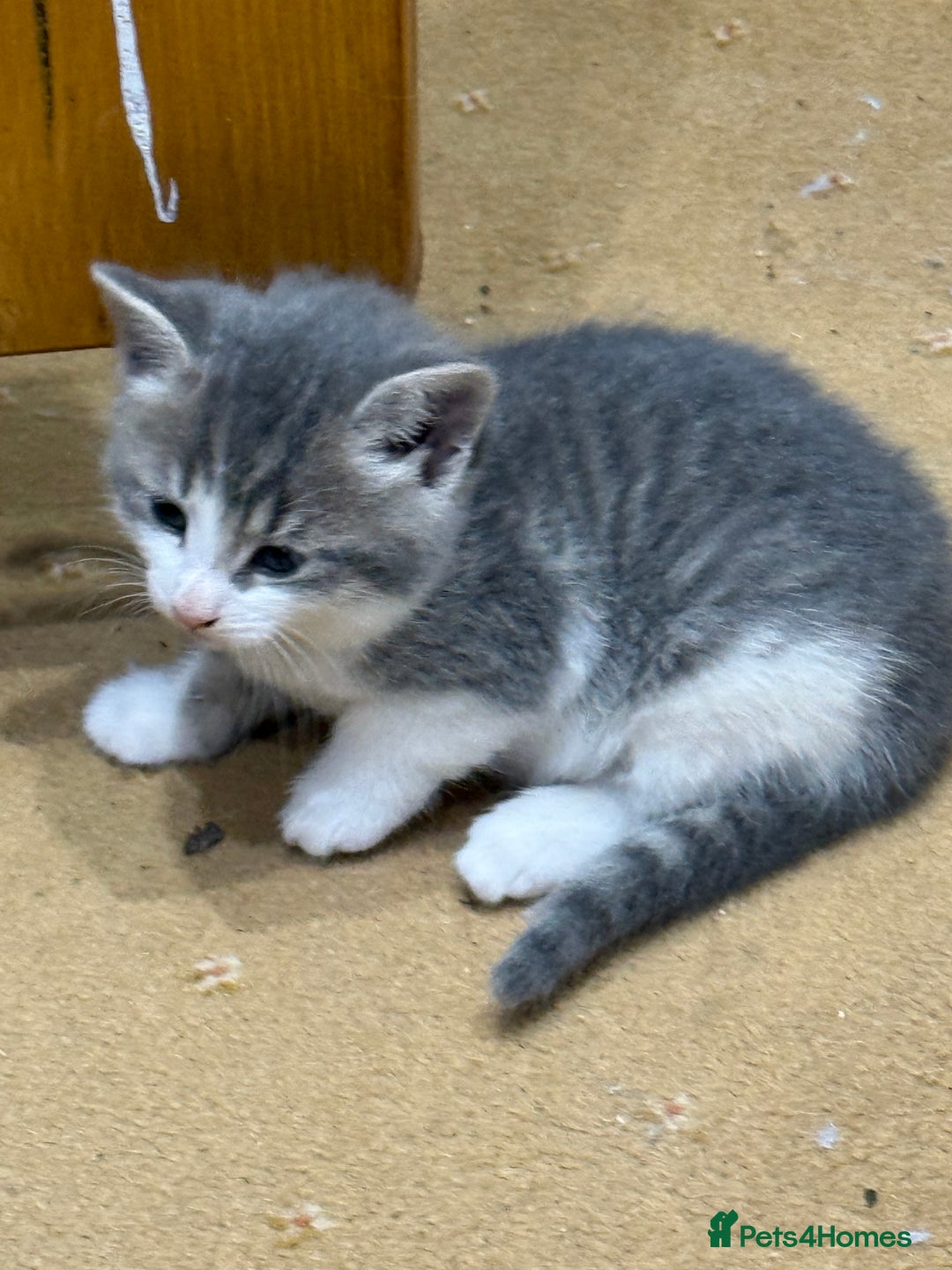 Ragdoll cats for sale: Beautiful half Ragdoll kittens for sale - Image 2