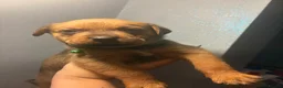 Boxweiler dogs for sale: Boxwiller  - Advert 16