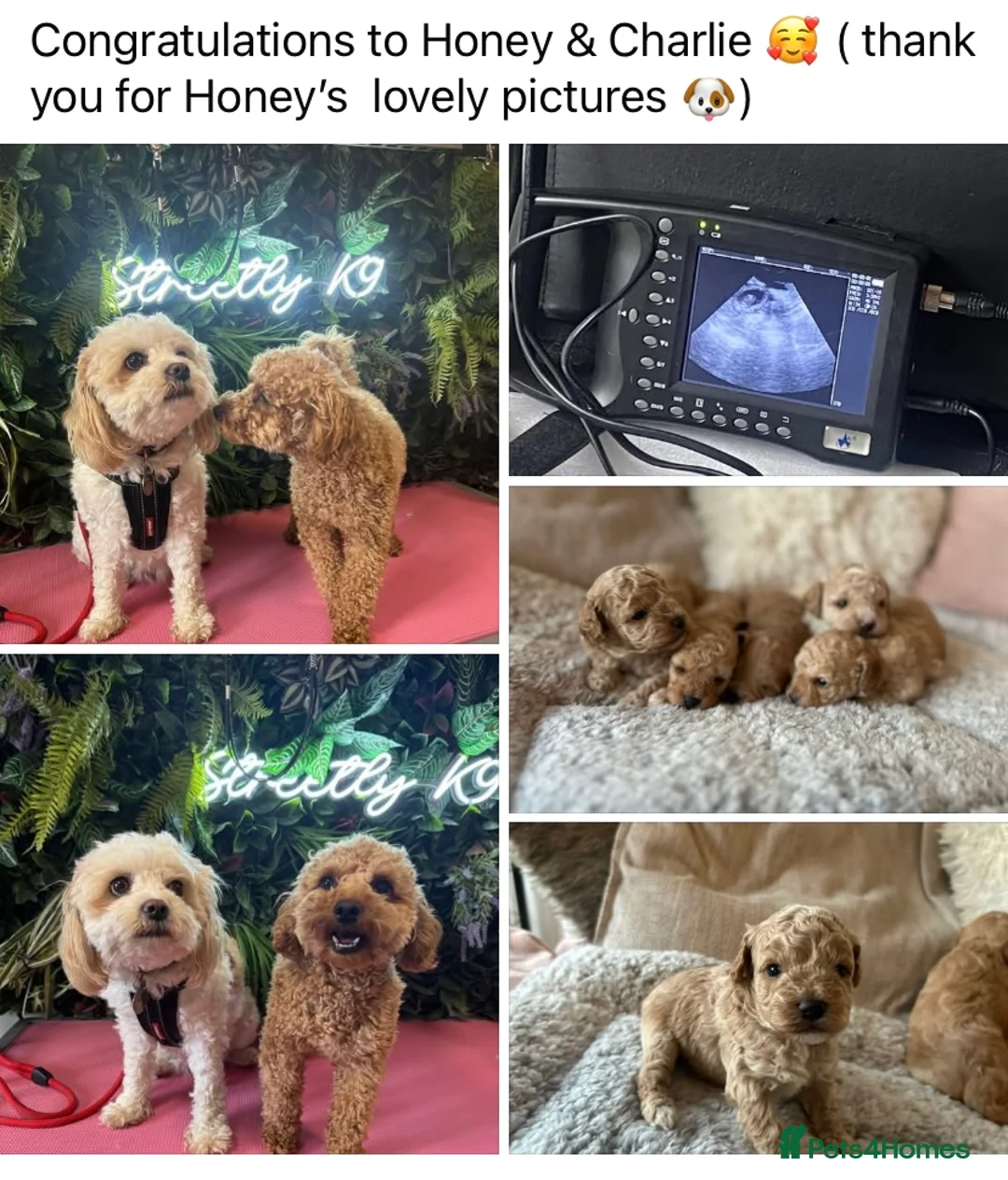 Toy Poodle dogs for stud: Charlie KC Toy poodle  extensively health tested  - Advert 13