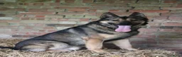 German Shepherd dogs for sale: Trained family dog - Advert 5