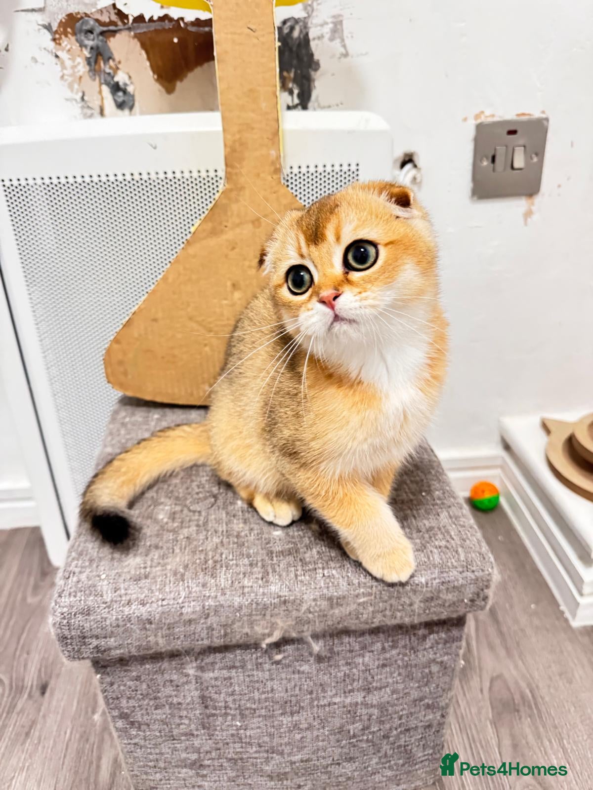 Scottish Fold cats Cute 🥰 Scottish fold TICA register  - Advert 1