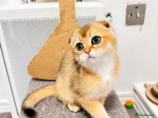 Scottish Fold cats Cute 🥰 Scottish fold TICA register - Advert 13