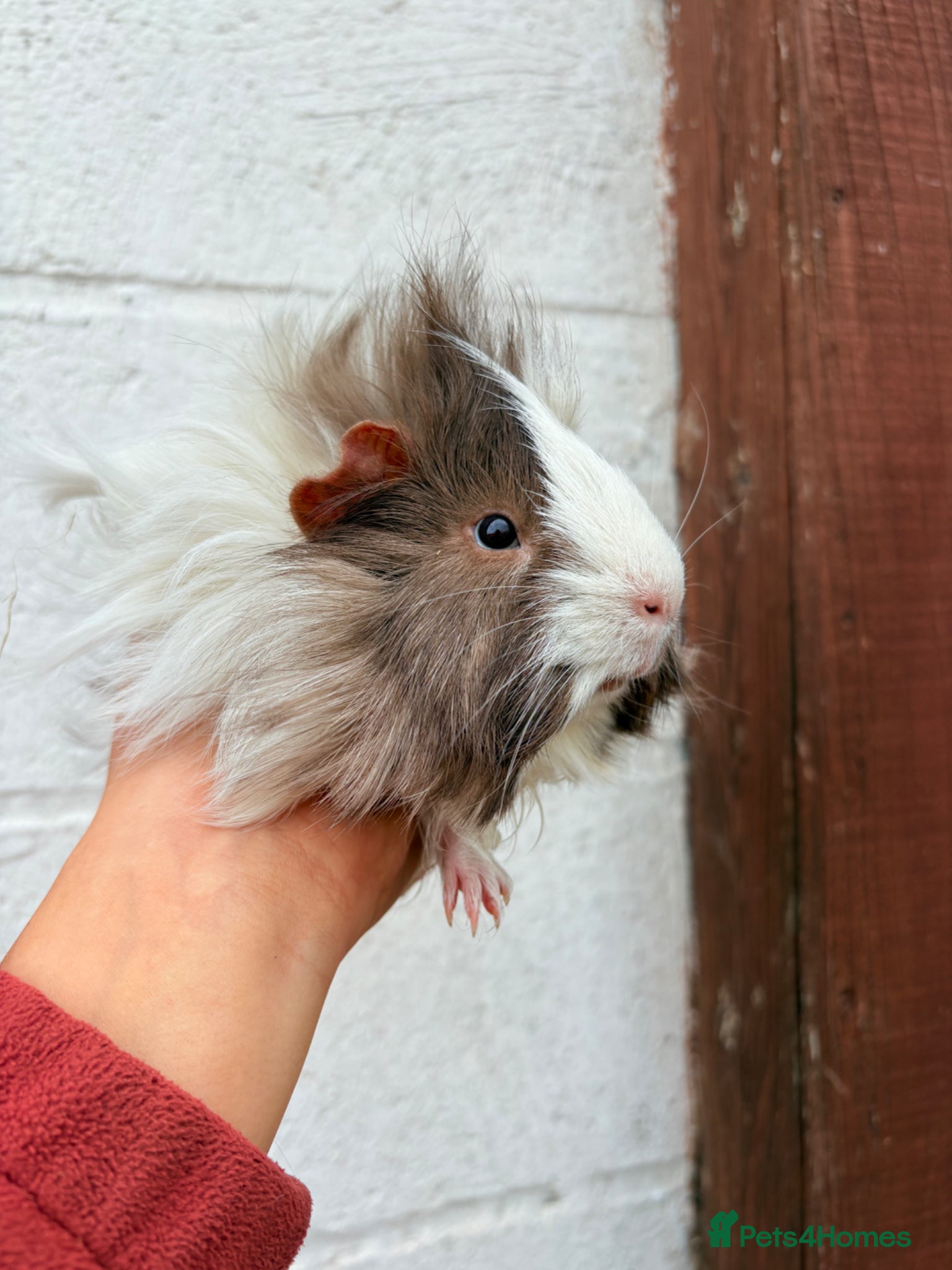 Guinea Pig rodents Multiple Guinea Pigs for sale 💗 - Advert 7