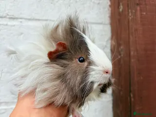 Guinea Pig rodents Multiple Guinea Pigs for sale 💗 - Advert 7