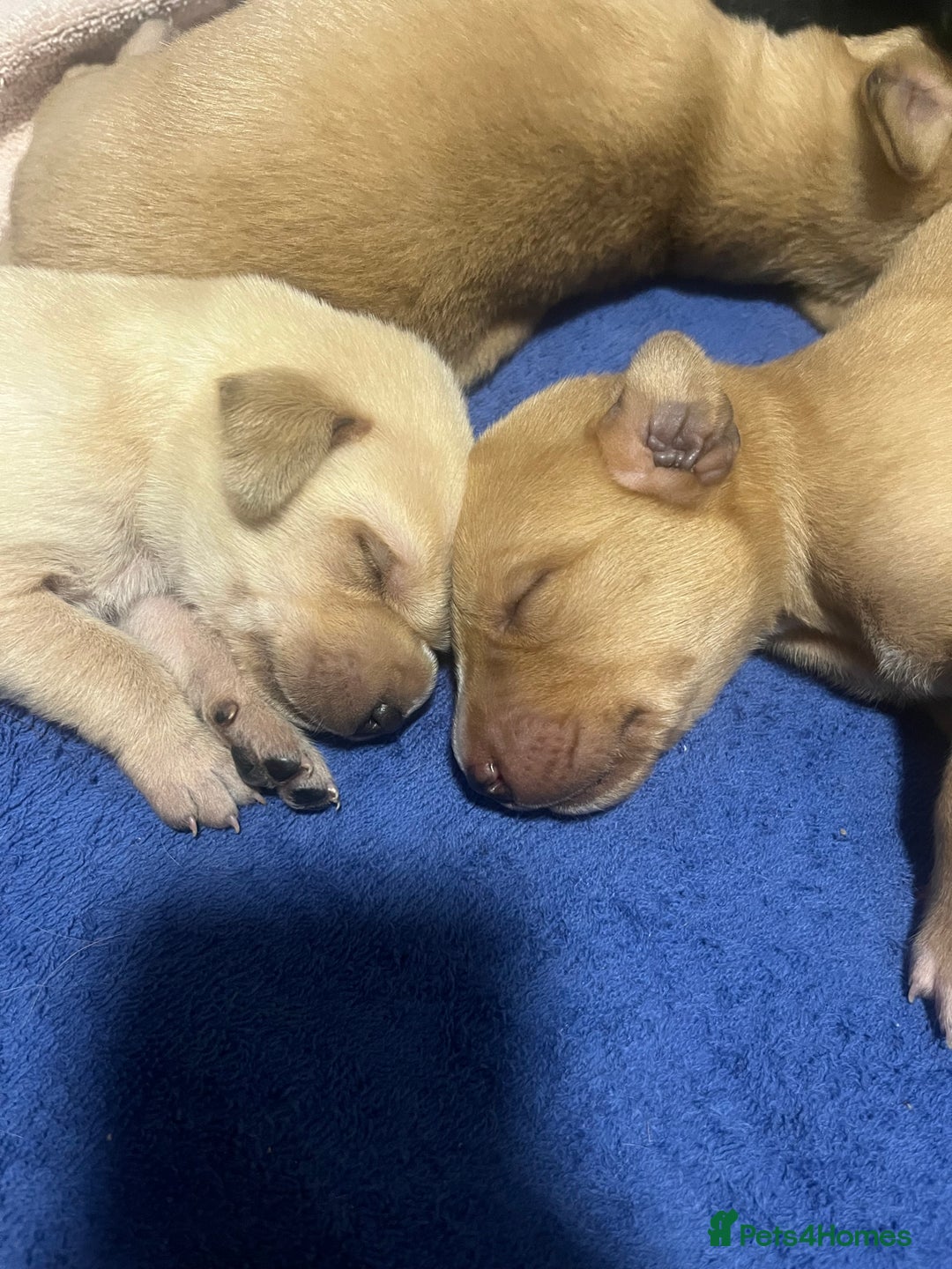 Mixed Breed dogs for sale: 💛 Fox Red Lab × Pointer Puppies – Ready 11/3/26 - Advert 6
