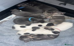 French Bulldog dogs for sale: French bulldogs  - Image 4
