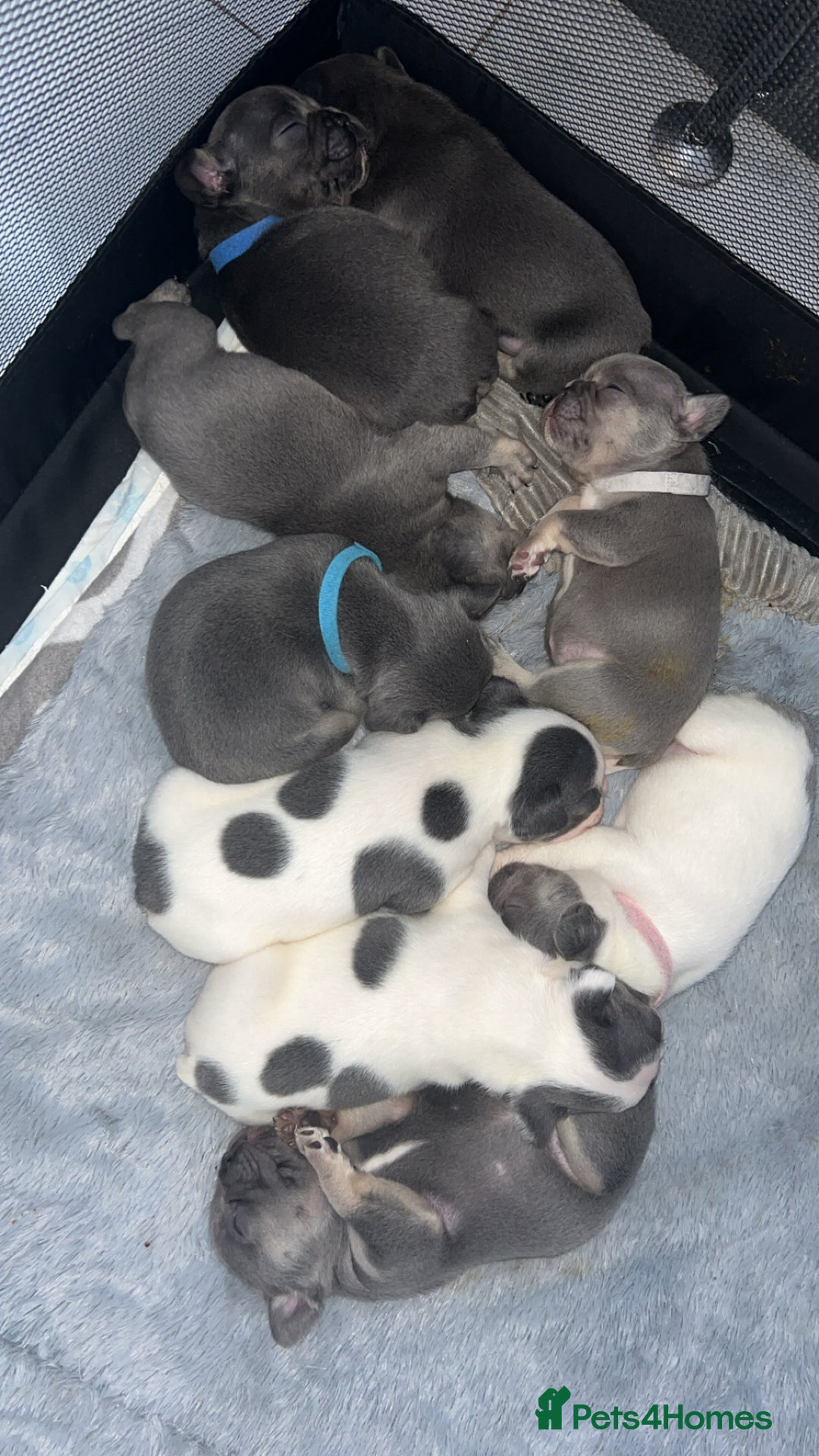 French Bulldog dogs for sale: French bulldogs  - Image 4