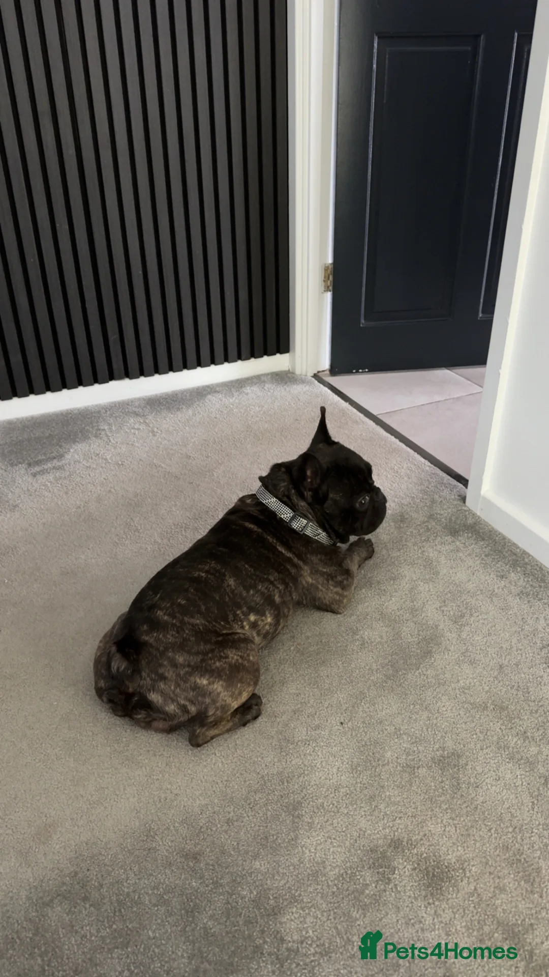 French Bulldog dogs for stud: KC/Pedigree Brindle French Bulldog Stud – Hugo 💙 in Stoke-on-Trent - Advert 2