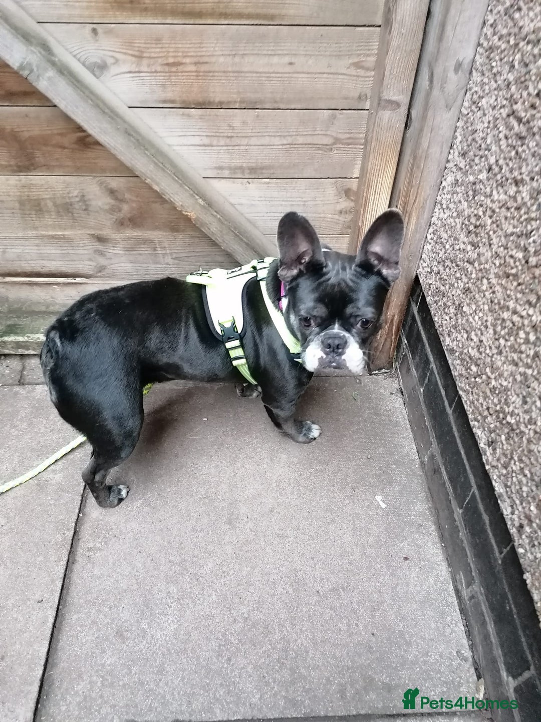 Mixed Breed dogs for adoption: ❤️Binx - 3 yo Frenchie x Boston terrier girl ❤️ - Image 14