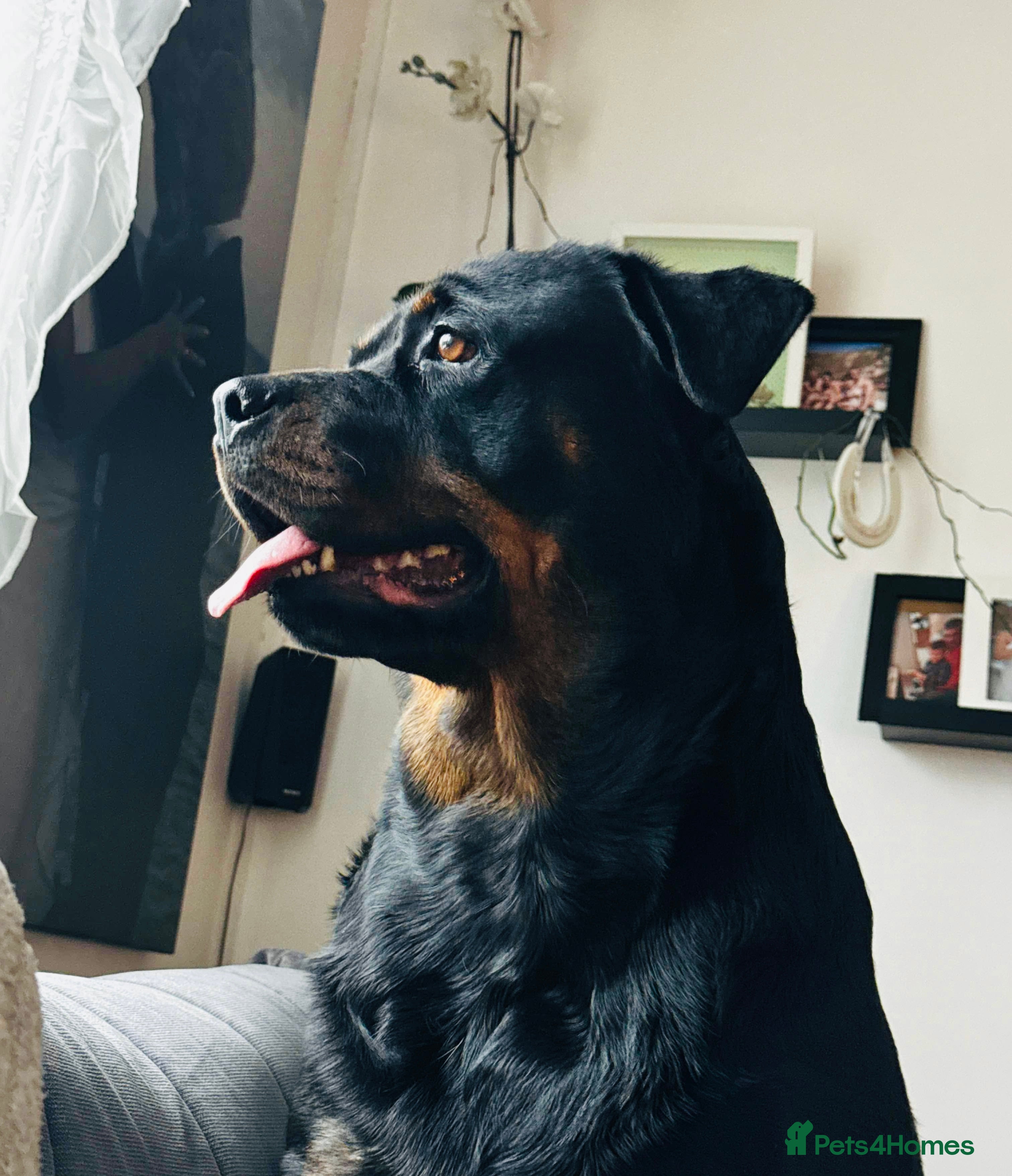 Rottweiler dogs Pure Rottweiler for Sale  - Advert 11