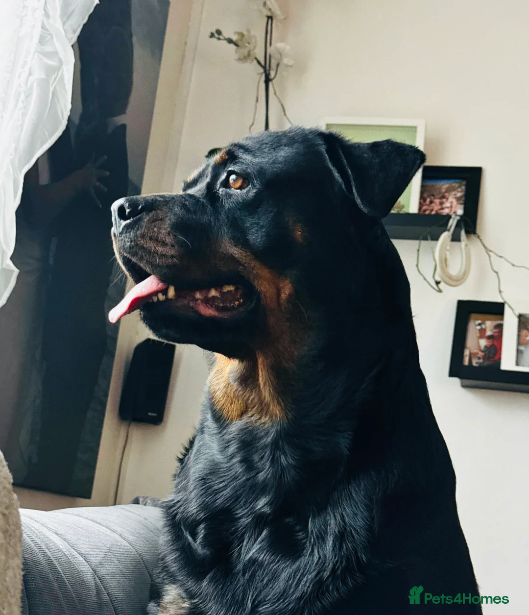 Rottweiler dogs for sale: Pure Rottweiler for Sale  - Advert 1