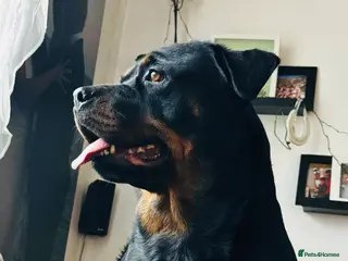 Rottweiler dogs Pure Rottweiler for Sale - Advert 4