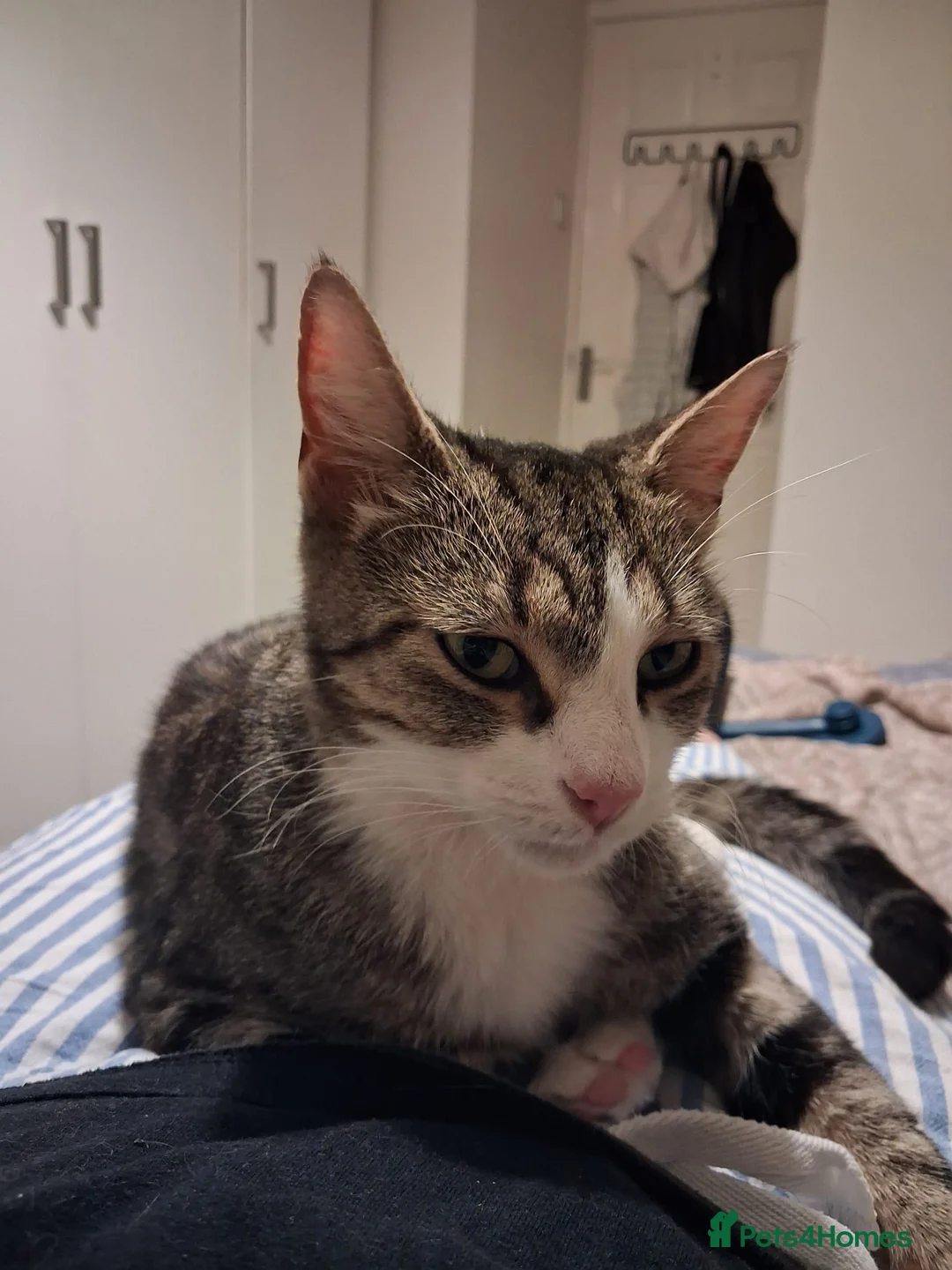 Domestic Shorthair cats for adoption: Adult tabby Rescue Cat Looking for a Forever Home in Hook - Advert 2