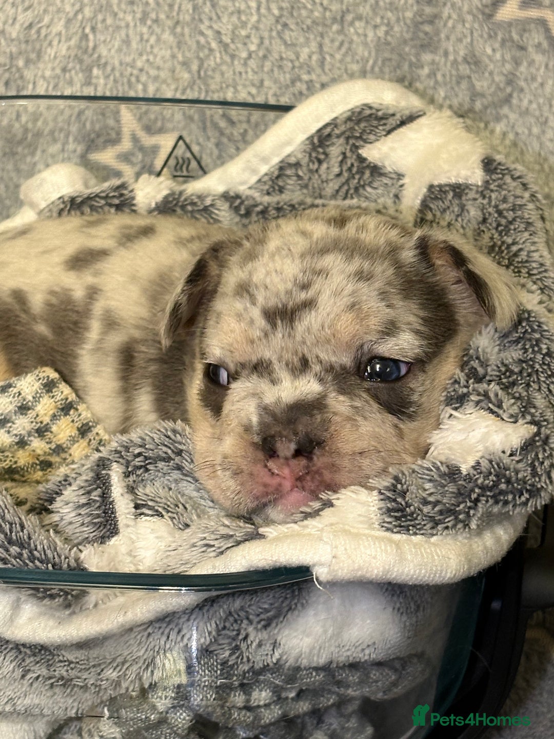 French Bulldog dogs for sale: FRENCH-BULLDOG LITTER  - Advert 14