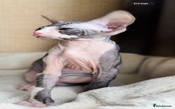 Sphynx cats for sale: Donskoy Sphynx Kittens - Image 25