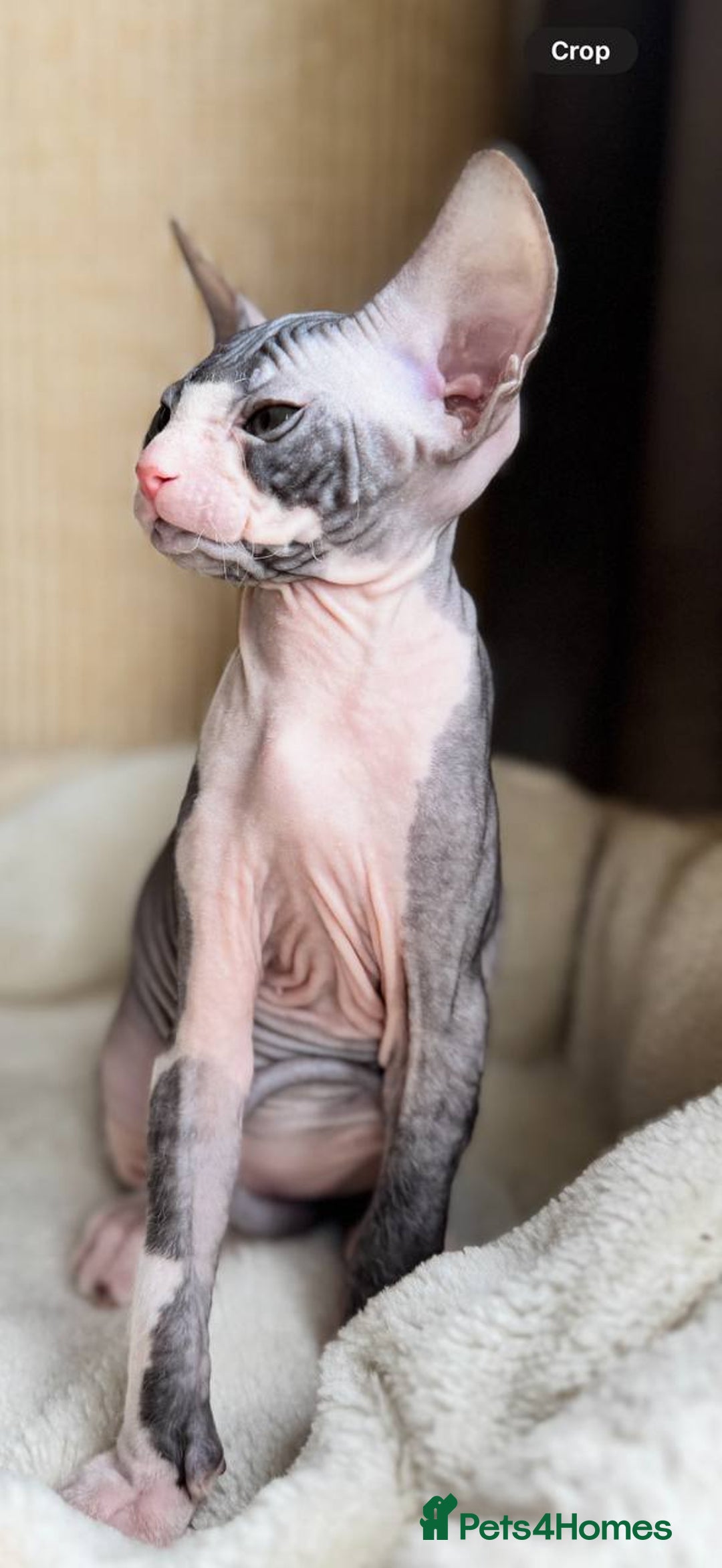 Sphynx cats for sale: Donskoy Sphynx Kittens - Image 25