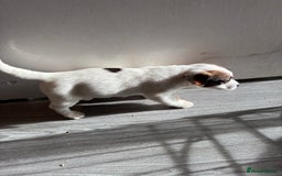 Jack Russell dogs for sale: 3 stunning Jack Russell’s  - Image 15