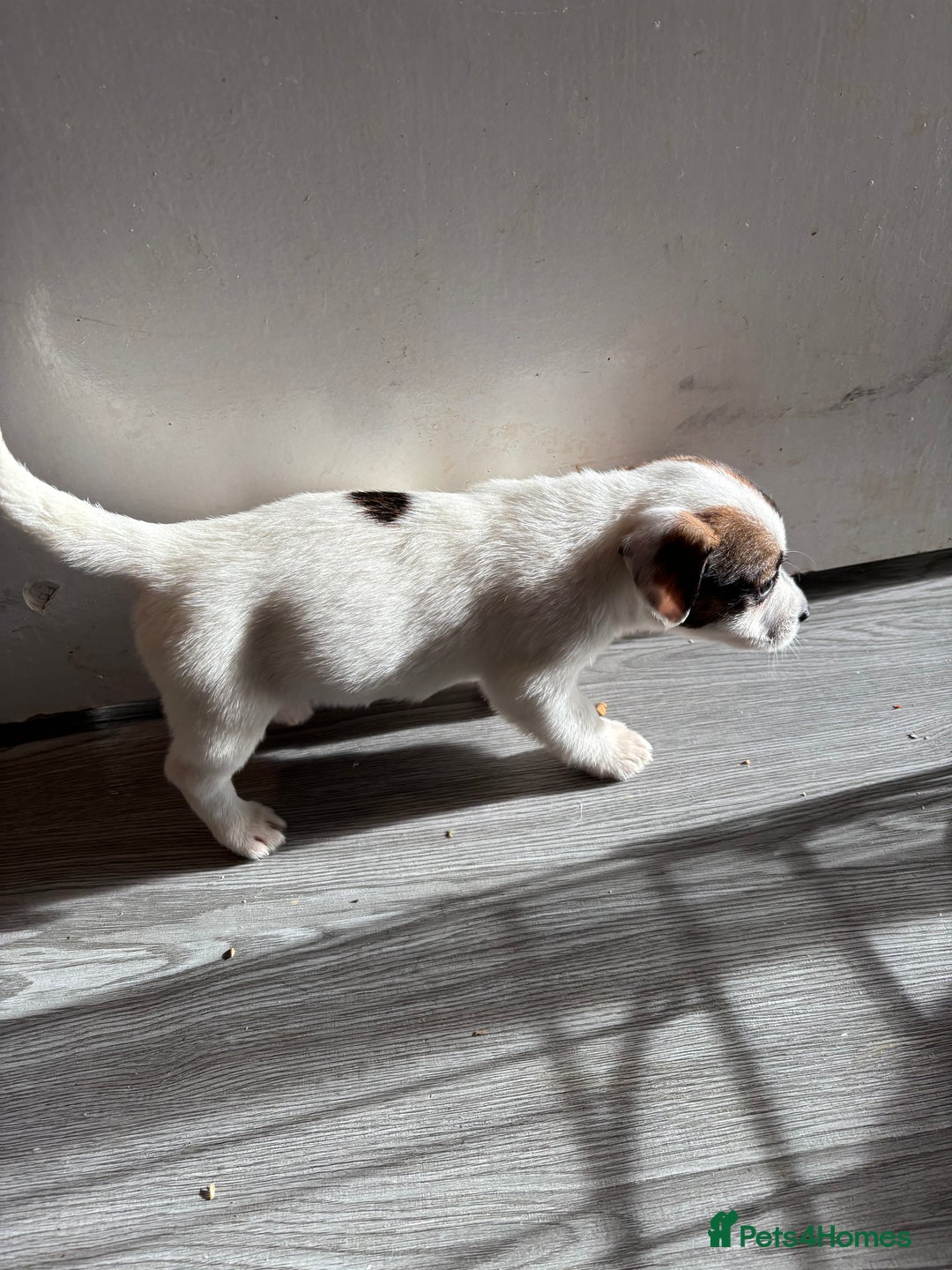 Jack Russell dogs for sale: 3 stunning Jack Russell’s  - Image 15