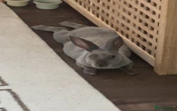 Rex rabbits for sale: Beautiful grey Rex Male rabbit with hutch - Image 4