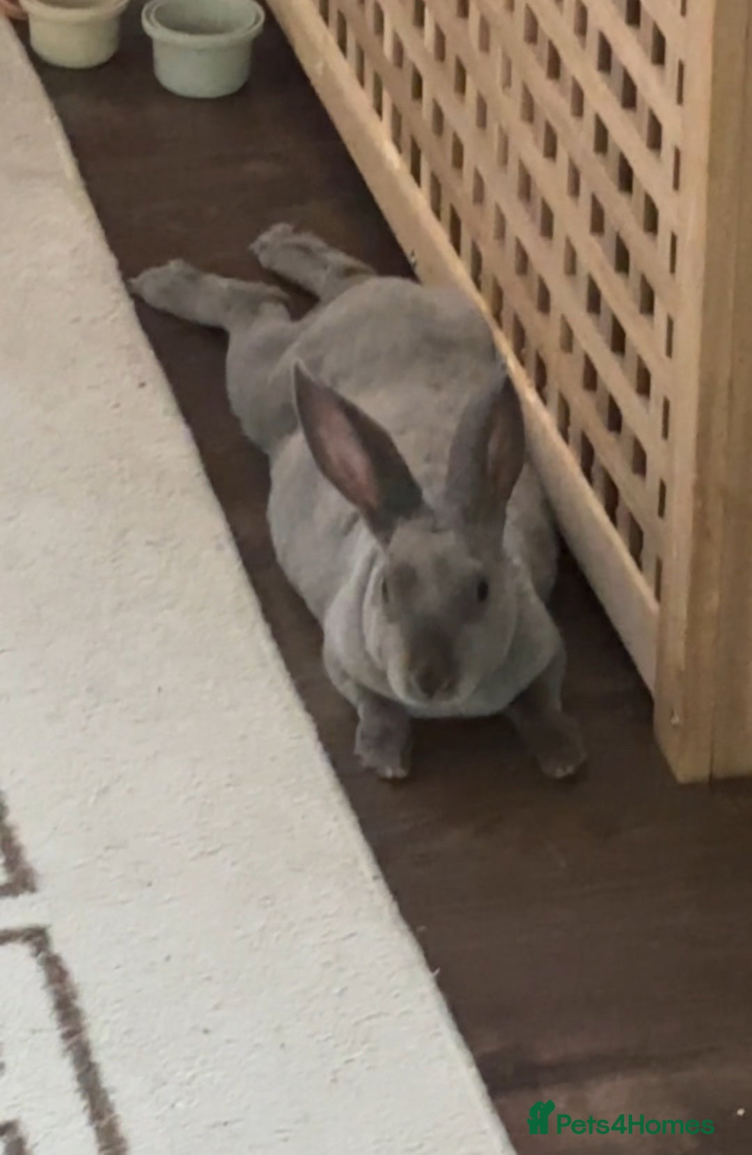 Rex rabbits for sale: Beautiful grey Rex Male rabbit with hutch - Image 4