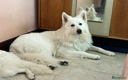 Mixed Breed dogs for stud: White Shepherd Male Available for Outcross - Image 3
