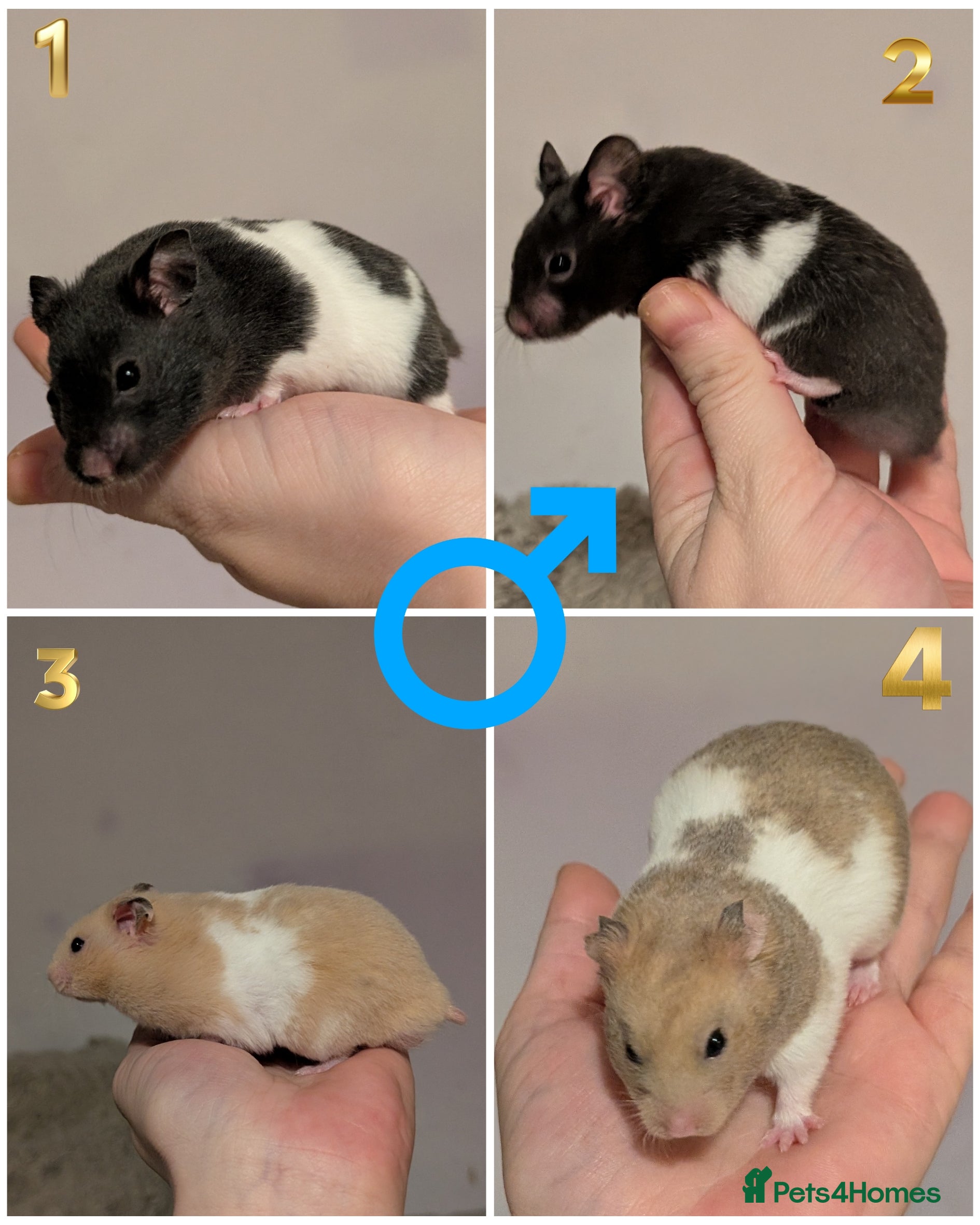 Hamster rodents Pedigree syrian hamsters  - Advert 10