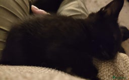 Maine Coon cats for sale: x2 male Maine Coon cross kittens and mum - Image 4