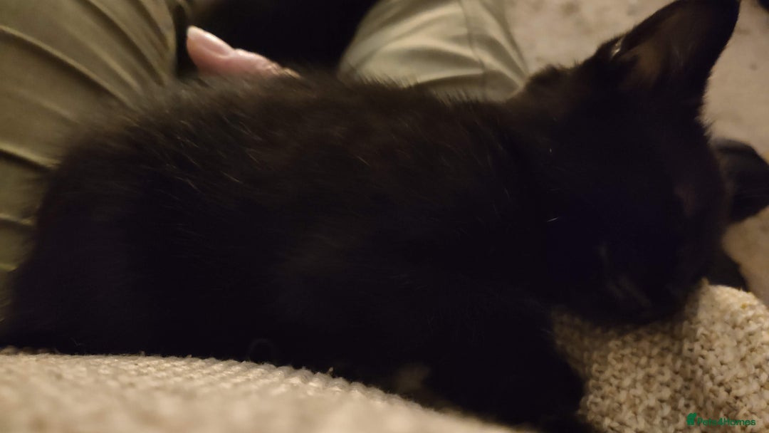 Maine Coon cats for sale: x2 male Maine Coon cross kittens and mum - Image 4