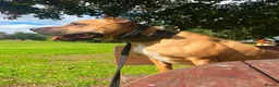 Staffordshire Bull Terrier dogs for sale: Rocky  in West Bromwich - Advert 3