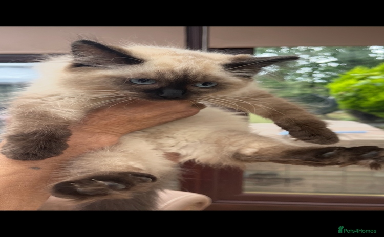 Ragdoll cats - Advert 1