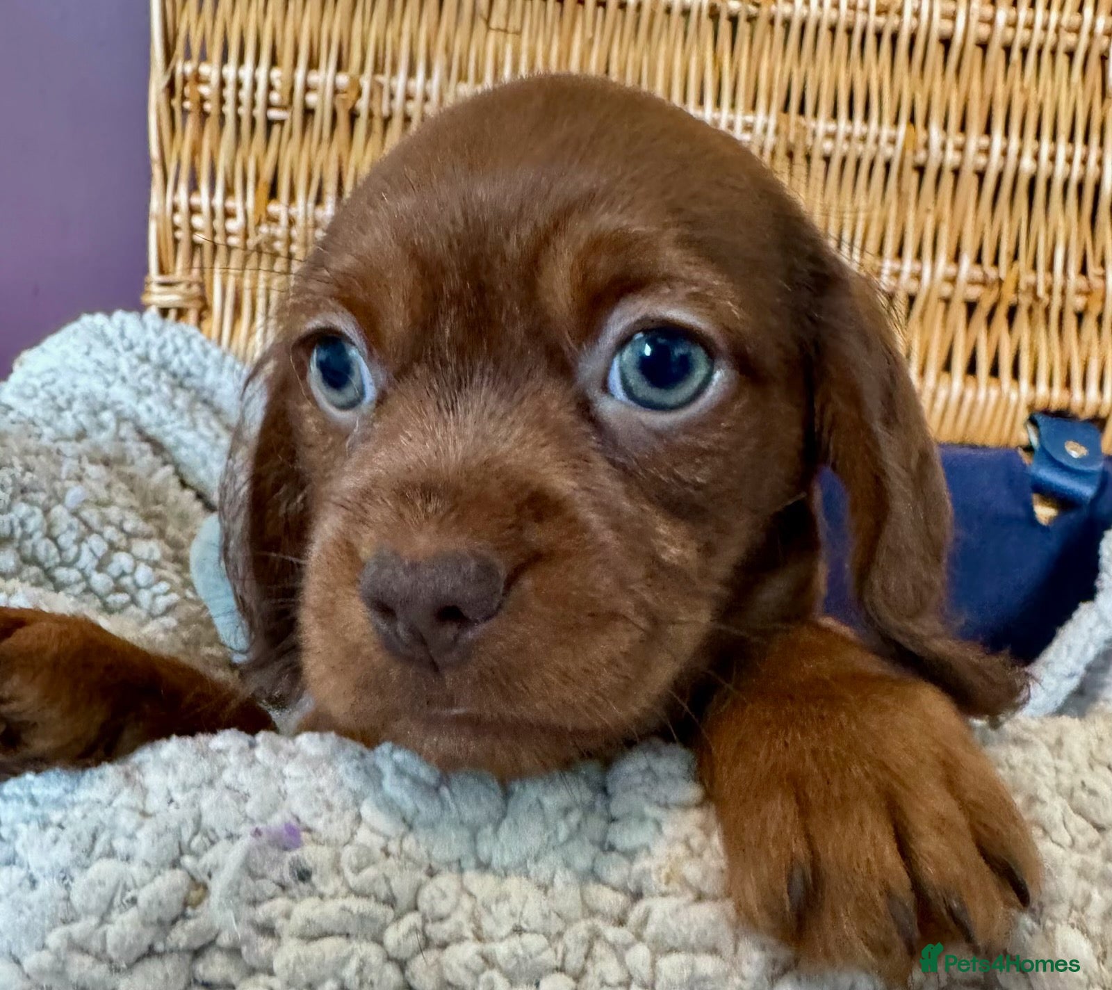 Mixed Breed dogs for sale: Schweenie pups  - Advert 1