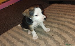 Mixed Breed dogs for sale: Stunning litter of 8 - Image 30