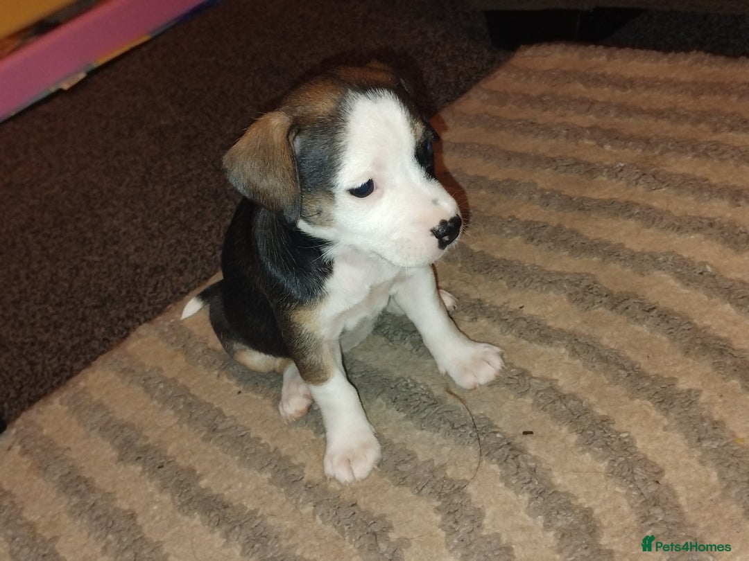Mixed Breed dogs for sale: Stunning litter of 8 - Image 30