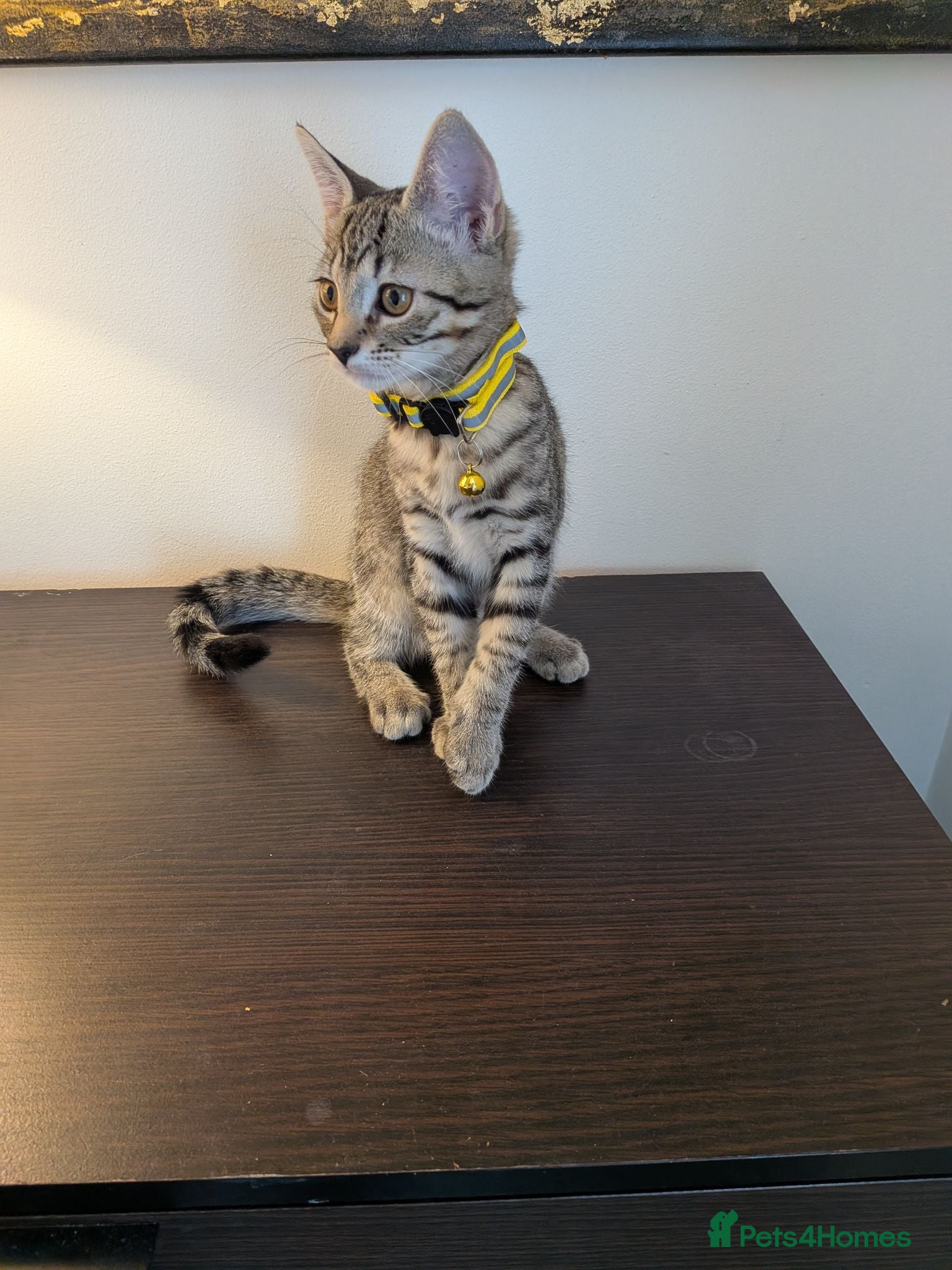 Mixed Breed cats Adorable kittens in London(SE18)😻😍😻 - Advert 2