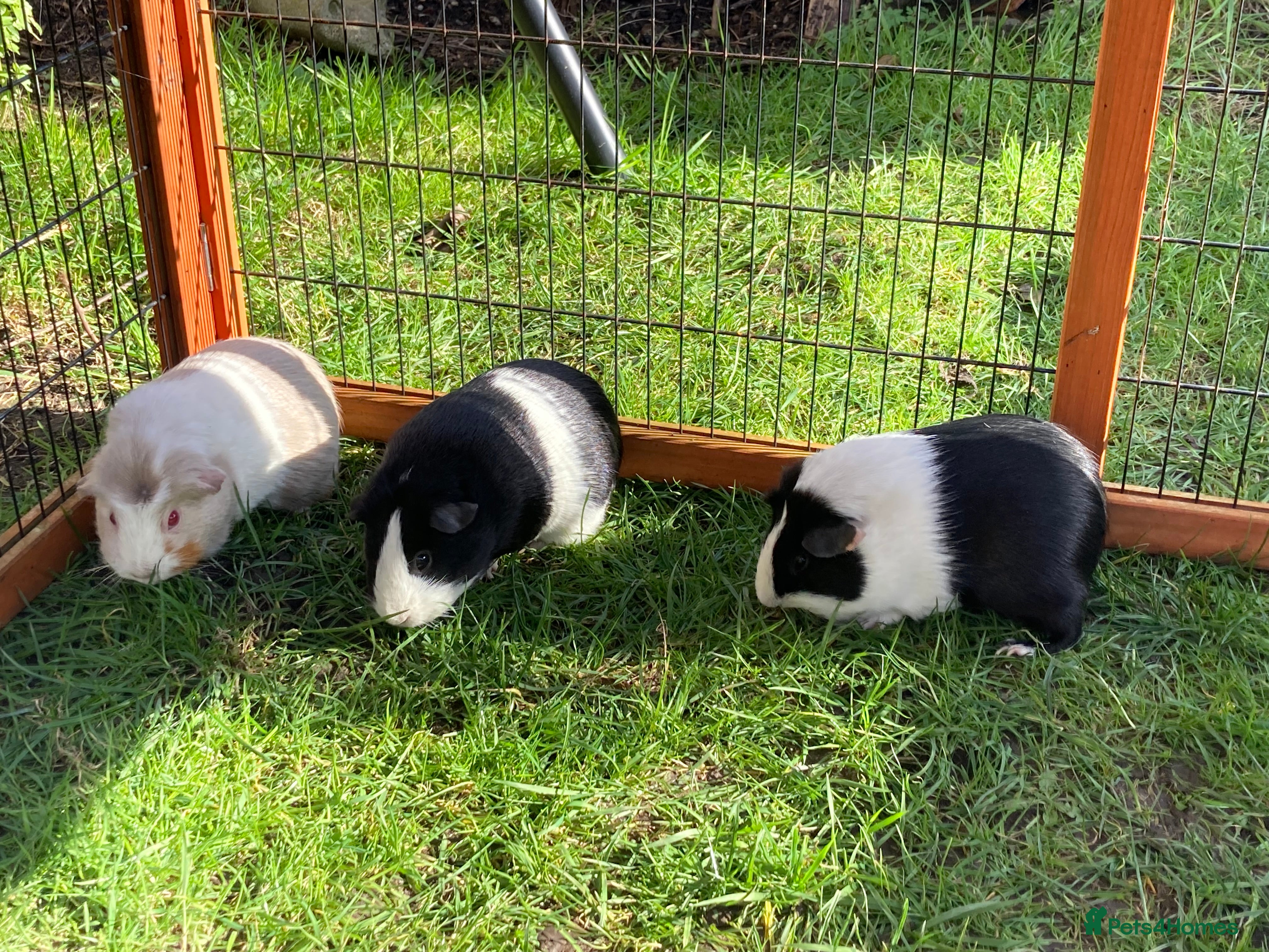 Guinea Pig rodents 3 Female bonded guinea pigs and set up, hutch etc. - Advert 11