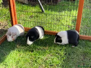 Guinea Pig rodents 3 Female bonded guinea pigs and set up, hutch etc. - Advert 11
