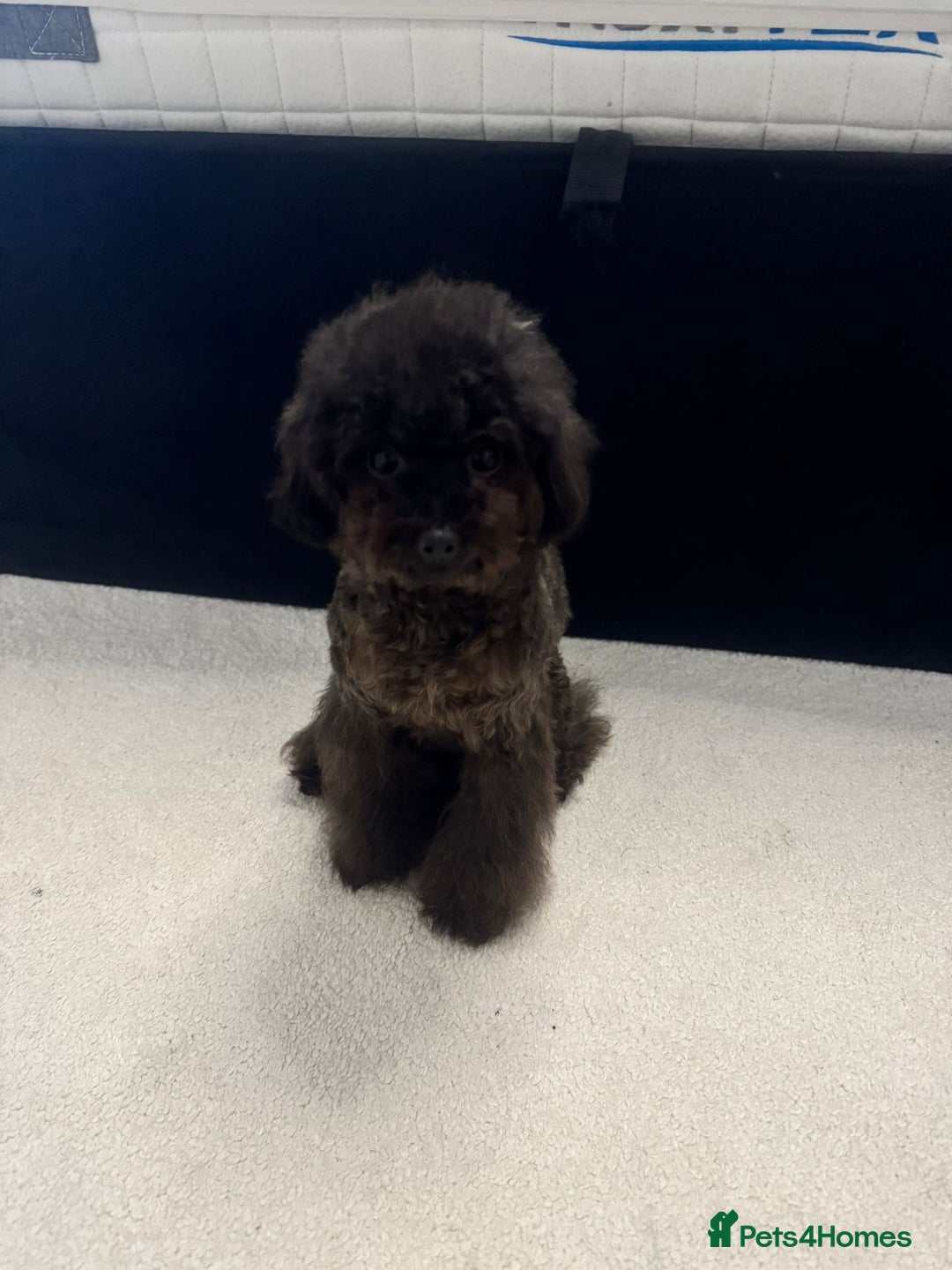 Toy Poodle dogs for sale: 16 Month Old Asian Toy Poodle - Image 7