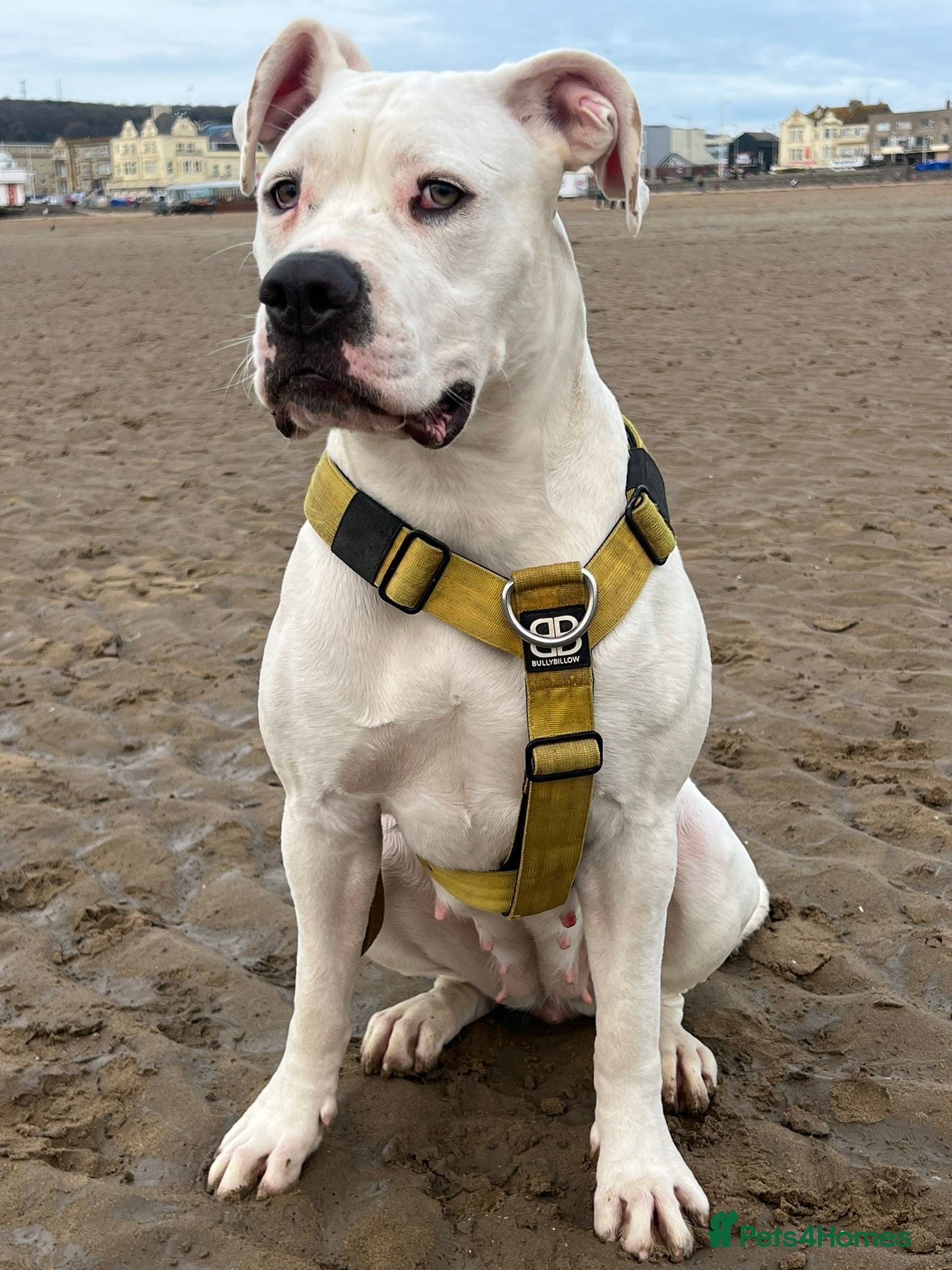 Mixed Breed dogs Stunning Mastiff puppies - Advert 1