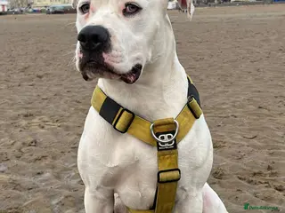 Mixed Breed dogs Stunning Mastiff puppies - Advert 1