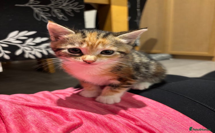 Domestic Shorthair cats - Advert 1
