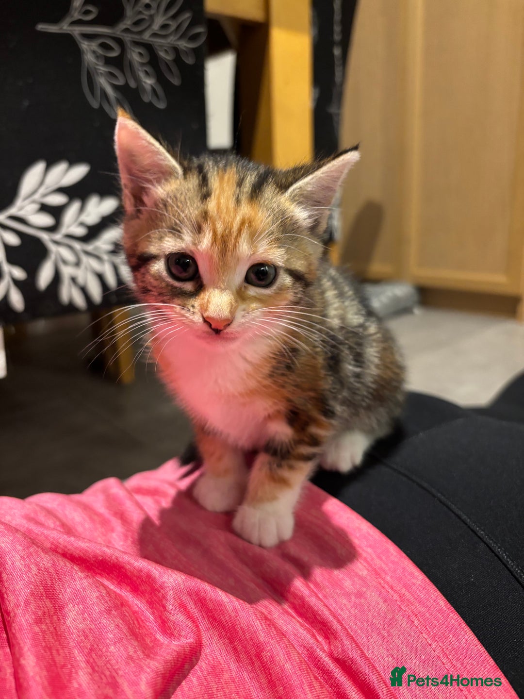 Domestic Shorthair cats for sale: 4 domestic shorthair kittens - Image 1