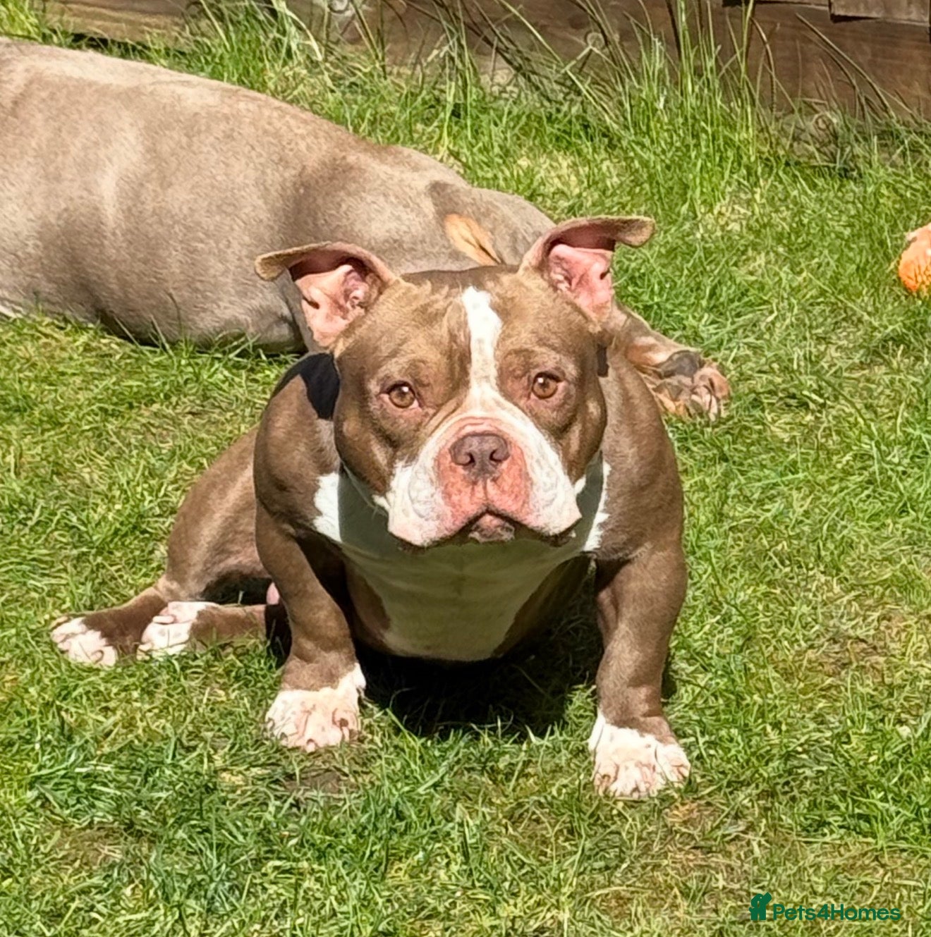 American Bully dogs Micro bully  - Advert 7