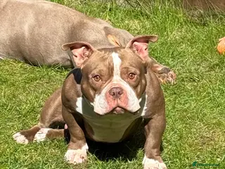 American Bully dogs Micro bully - Advert 7