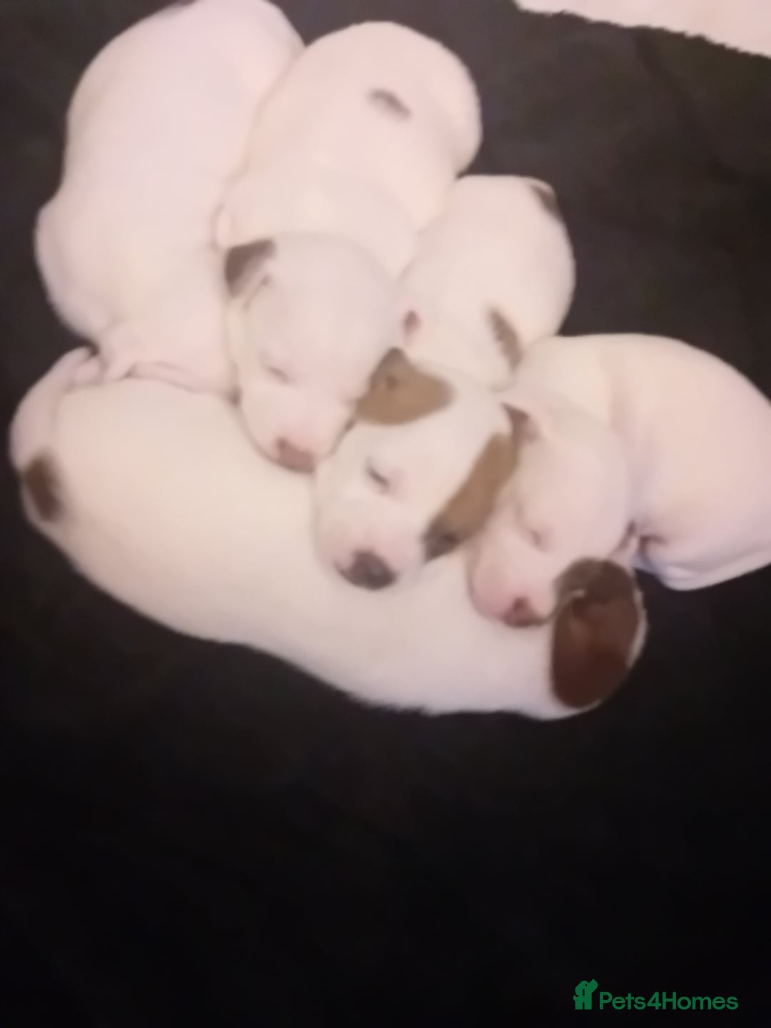 Jack Russell dogs for sale: 3 stunning girls  - Advert 5