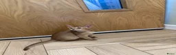 Abyssinian cats for sale: Abyssinian kittens  - Advert 5